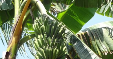 Foto: Divulgação/Embrapa