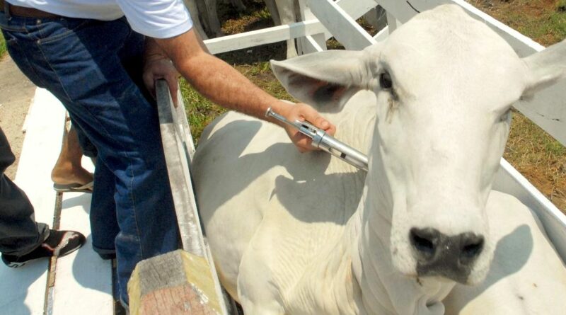 Foto: Divulgação/Embrapa