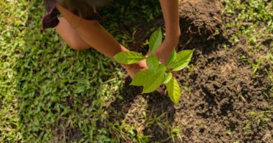 Cartilhas ensinam práticas agroecológicas em comunidades indígenas e ribeirinhas