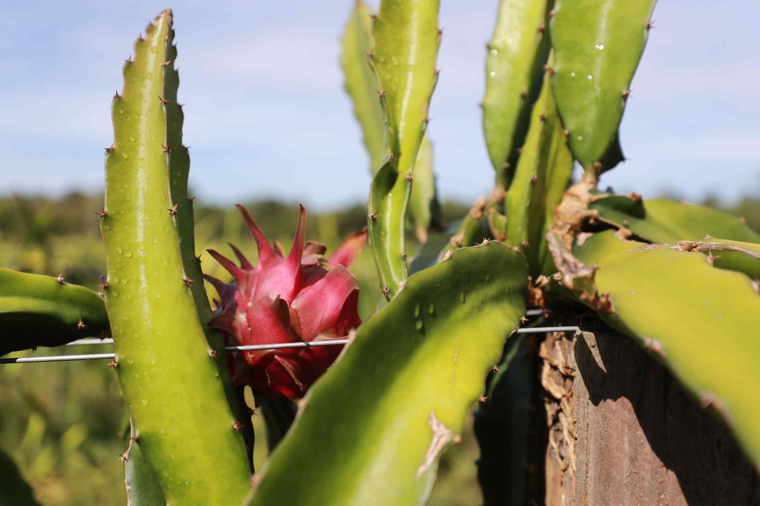 Pitaya