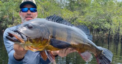 Em Barcelos, crescimento na movimentação de turística em busca de pesca esportiva aponta retomada da atividade