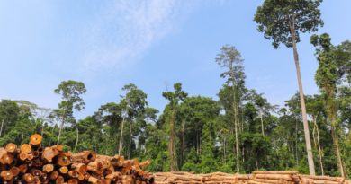 Exploração madeireira não autorizada no Amazonas atingiu área superior a 18 mil campos de futebol em apenas um ano