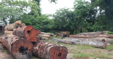 Desmatamento no Amazonas aumenta 71% em setembro, aponta Imazon
