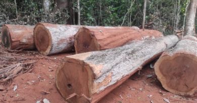 Porto Velho concentra 42% da extração ilegal de madeira no estado de Rondônia
