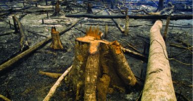 Apesar da pandemia, Brasil aumenta em 9,5% a emissões de gases-estufa em 2020