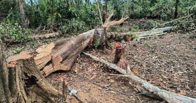 IPAAM desmobiliza ocupação irregular e intensifica combate ao desmatamento urbano em Manaus IPAAM desmobiliza ocupação irregular e intensifica combate ao desmatamento urbano em Manaus