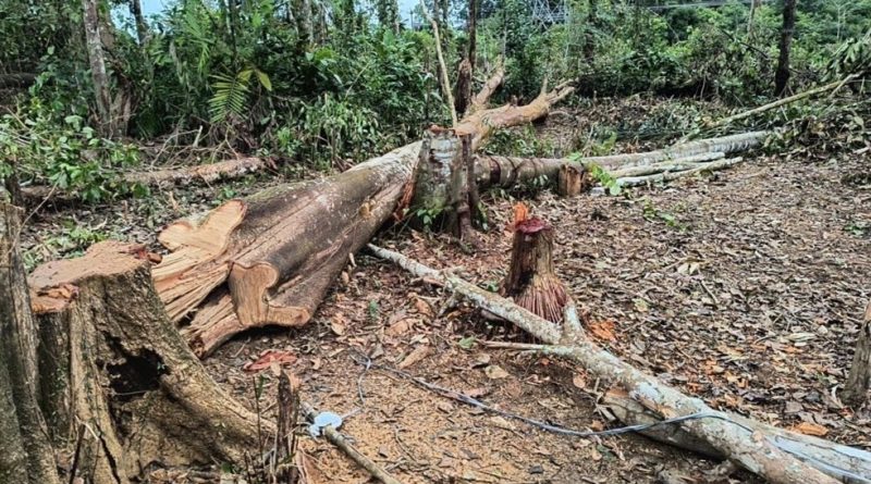 IPAAM desmobiliza ocupação irregular e intensifica combate ao desmatamento urbano em Manaus