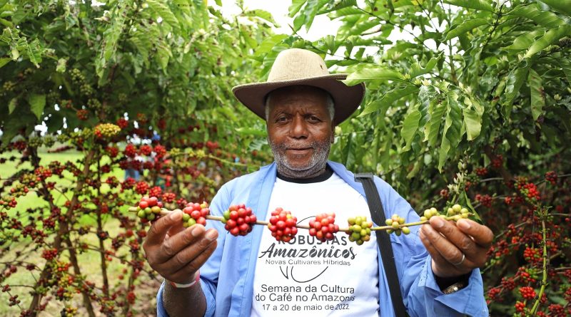 Produção de café no Amazonas cresce até 340% e reposiciona economia rural