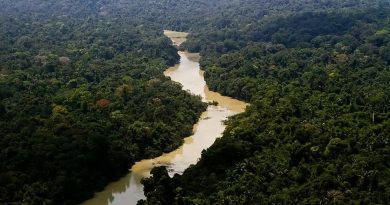 Dia da Amazônia chega aos 19 anos entre avanços, desafios e escolhas Dia da Amazônia chega aos 19 anos entre avanços, desafios e escolhas