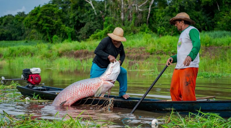 Pirarucu manejado ganha espaço na merenda escolar de Manaus