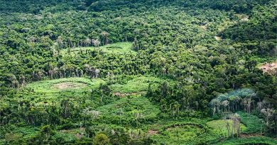 Amazônia tem 232 políticas de bioeconomia, mas falta integração
