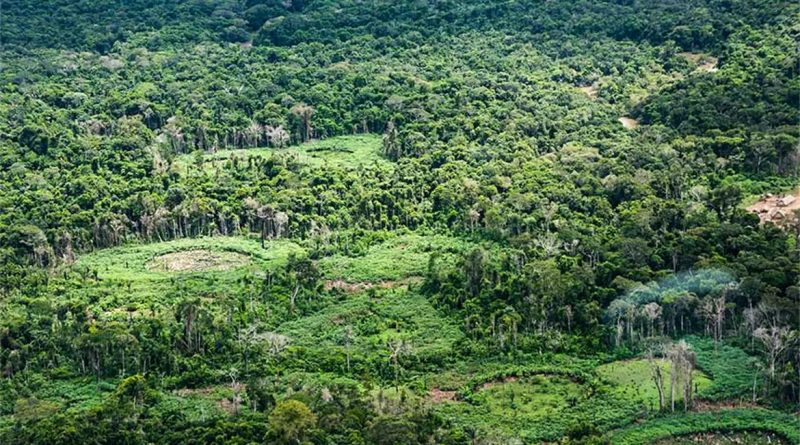 Amazônia tem 232 políticas de bioeconomia, mas falta integração