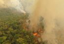 Defensoria cobra prevenção às queimadas no Amazonas
