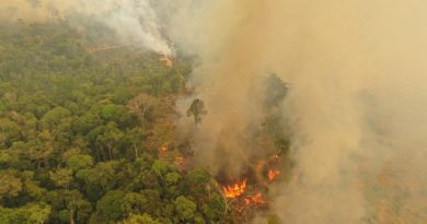 Defensoria cobra prevenção às queimadas no Amazonas Defensoria cobra prevenção às queimadas no Amazonas